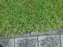 rasen1.webp