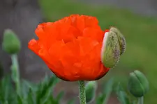 DSC_7612.webp