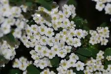 DSC_7770.webp
