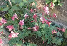 12 Akelei.webp