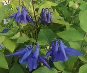 10 Akelei.webp
