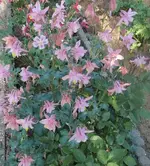 13 Akelei.webp