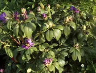 16 Rhododentron.webp
