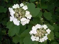 IMGP8811.webp