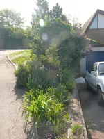 Blumenbeet 1.jpg