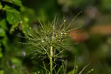 DSC_7747.webp