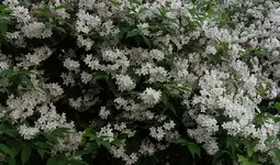 white (52).webp
