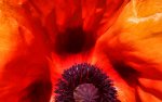 red (76).jpg