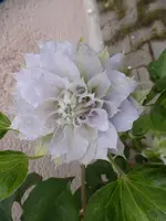 P1120443.webp