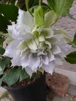 P1120444.webp
