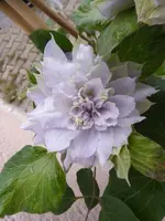 P1120445.webp