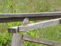 P1130336.webp