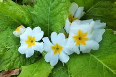 DSCF5950 (2).webp