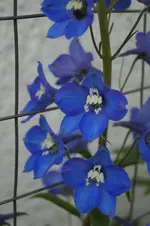 _DSC0477.webp