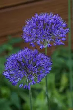 _DSC0465.webp