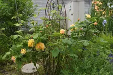 Golden Celebration.webp
