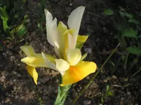002.webp