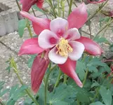01 Akelei.webp