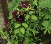 07 Clematis.webp