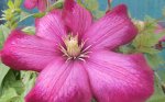 04 Clematis.JPG