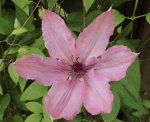 06 Clematis.JPG