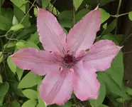 06 Clematis.webp