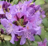 08 Rhododentron.webp
