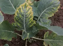 09 Kohlrabi.webp