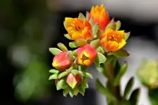 DSC_7266.webp