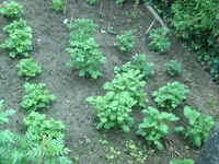 Kartoffeln.webp