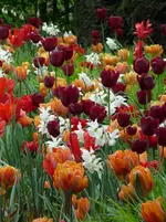 image.webp