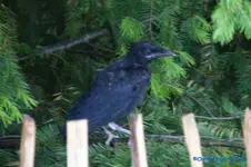 comp_DSC04931.webp