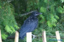comp_DSC04933.webp