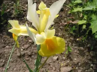 017.webp
