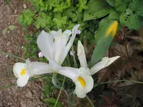 009.webp