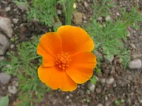 010.webp