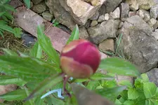SAM_1378.webp