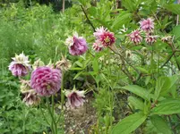 015.webp