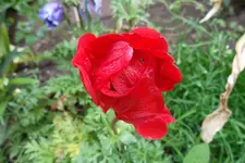 SAM_1383.webp