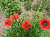 019.webp
