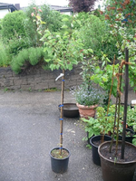 Aprikose Rubin.webp