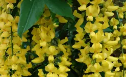 yellow (29).webp