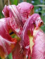 red (77).webp