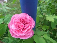 010.webp
