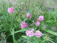 005.webp