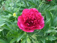 014.webp
