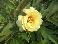 009.webp