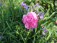 004.webp