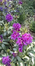 rodo01.webp