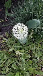 blumen 004.jpg